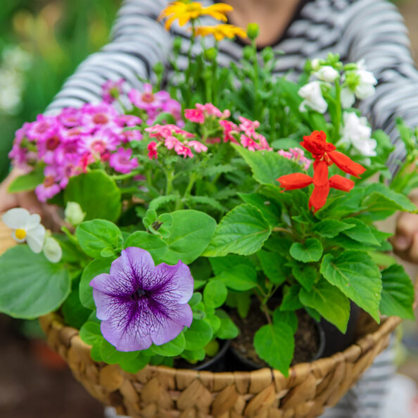 Plant flowers in the garden. Selective focus. nature.
